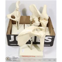 BOX OF DOCTORS MEDICAL BONE DISPLAYS