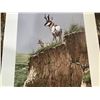 Image 5 : VANTAGE POINT PRONGHORN BY NEAL ANDERSON