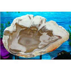 Large Specimen Petrified Wood Slab