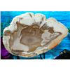 Image 5 : Large Specimen Petrified Wood Slab