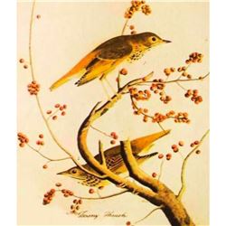 c1946 Audubon Print, #58 Hermit Thrush