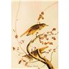 Image 2 : c1946 Audubon Print, #58 Hermit Thrush