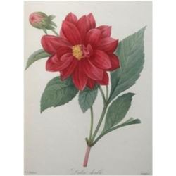 After Pierre-Jospeh Redoute, Floral Print, #30 Dalhia double ( Double Dahlia )