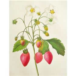 After Pierre-Jospeh Redoute, Floral Print, #39 Fraisier a Bouquets ( Strawberry Fruit )