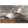 Image 1 : c1946 Audubon Print, # 326 Gannet