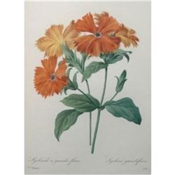 After Pierre-Jospeh Redoute, Floral Print, #75 Lychnide a grandes fleurs ( Lychnide-Silene )