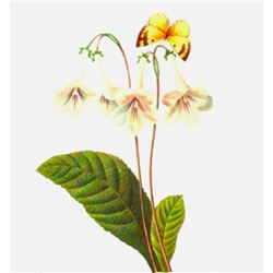 After Pierre-Jospeh Redoute, Floral Print, #137 Gloxinie var. ( Gloxinia )