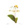 Image 2 : After Pierre-Jospeh Redoute, Floral Print, #137 Gloxinie var. ( Gloxinia )