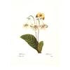 Image 3 : After Pierre-Jospeh Redoute, Floral Print, #137 Gloxinie var. ( Gloxinia )