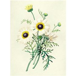 After Pierre-Jospeh Redoute, Floral Print, #22 Chrysantheme carene ( Crysanthemum )