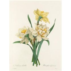 After Pierre-Jospeh Redoute, Floral Print, #82 Narcisses doubles ( double Daffadil )