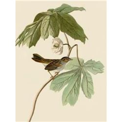 c1946 Audubon Print, #64 Swamp Sparrow