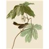 Image 1 : c1946 Audubon Print, #64 Swamp Sparrow