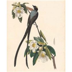 c1946 Audubon Print, # 168 Fork-tailed Flycatcher