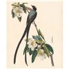 Image 1 : c1946 Audubon Print, # 168 Fork-tailed Flycatcher