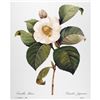Image 1 : After Pierre-Jospeh Redoute, Floral Print, #14 Camelia blanc ( White Camelia )