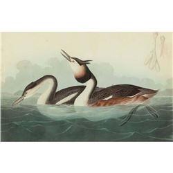 c1946 Audubon Print, # 292 Great-crested Grebe