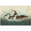 Image 1 : c1946 Audubon Print, # 292 Great-crested Grebe