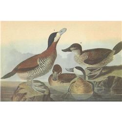 c1946 Audubon Print, #343 Ruddy Duck