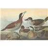 Image 1 : c1946 Audubon Print, #343 Ruddy Duck