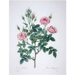 After Pierre-Jospeh Redoute, Floral Print, #133 Rosier Pompon (Rose)