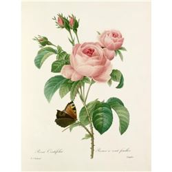 After Pierre-Jospeh Redoute, Floral Print, #117 Rosa Centifolia ( Pale Rose )