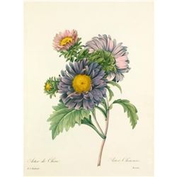 After Pierre-Jospeh Redoute, Floral Print, #9 Aster de Chine ( Aster )