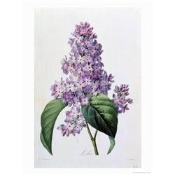 After Pierre-Jospeh Redoute, Floral Print, #73 Lilas ( Lilacs )