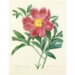 After Pierre-Jospeh Redoute, Floral Print, #105 Pivoine officinal a fleurs simples (Peony)