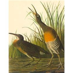 c1946 Audubon Print, #204 Clapper Rail