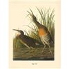 Image 2 : c1946 Audubon Print, #204 Clapper Rail