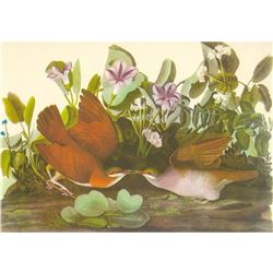 c1950 Audubon Print, Key West Quail-Dove