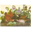 Image 1 : c1950 Audubon Print, Key West Quail-Dove
