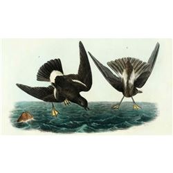 c1946 Audubon Print, # 270 Wilson's Petrel