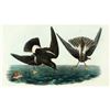 Image 1 : c1946 Audubon Print, # 270 Wilson's Petrel