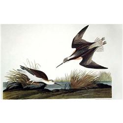 c1946 Audubon Print, #254 Wilson's Phalarope