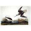 Image 1 : c1946 Audubon Print, #254 Wilson's Phalarope