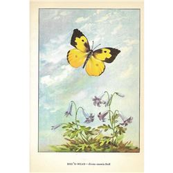1920's Dog's Head Butterfly Color Lithograph Print