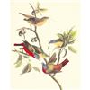 Image 1 : c1950 Audubon Print, Painted Bunting