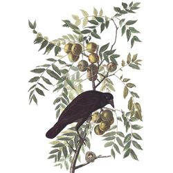 c1946 Audubon Print, #156 Crow