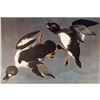 Image 1 : c1946 Audubon Print, # 342 American Golden-eye