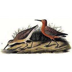 c1946 Audubon Print, #263 Curlew Sandpiper