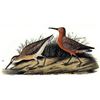 Image 1 : c1946 Audubon Print, #263 Curlew Sandpiper