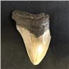 Image 2 : Genuine Megalodon Fossil Shark Tooth