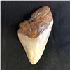 Image 2 :  Genuine Megalodon Fossil Shark Tooth