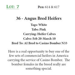 35 - Angus Bred Heifers