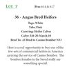 Image 1 : 35 - Angus Bred Heifers