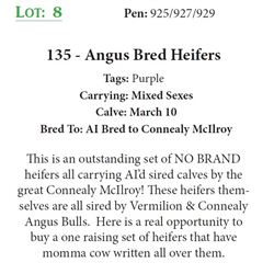 135 - Angus Bred Heifers