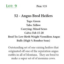 52 - Angus Bred Heifers