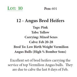 12 - Angus Bred Heifers